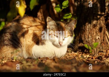Ingwerkatze in der Natur. Die Katze liegt unter dem Baum. Herbst. Stockfoto