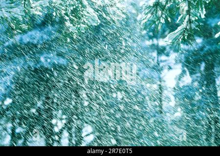 Foto des abstrakten Schneefallhintergrunds. Verschwommene Schneebewegungen. Schnee fliegt im Wind in einem Pinienwald. Stockfoto