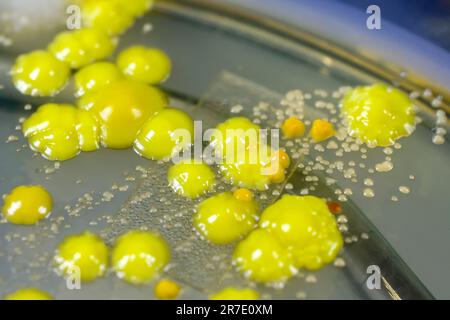 Bakterien aus Hautausstrich, Kolonien von Micrococcus luteus und Staphylococcus epidermidis auf Petrischale mit Nährmedium. Stockfoto