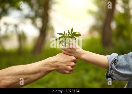 Marihuana, Hanfpflanzen auf unscharfem Hintergrund mit Platz für Ihren Text oder Ihr Design. Männliche und weibliche Hände halten Hanfgras. Der Begriff der Legalisierung Stockfoto