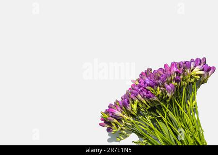 Blumen isoliert, um eine Postkarte und Ihre Ideen zu kreieren Stockfoto