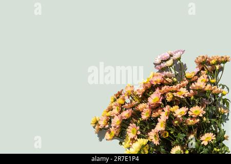 Blumen isoliert, um eine Postkarte und Ihre Ideen zu kreieren Stockfoto