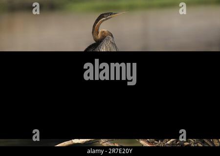 African Darter, Anhinga rufa, Adult Drying Wings in the Sun, Chobe River, Okavango Delta in Botsuana Stockfoto