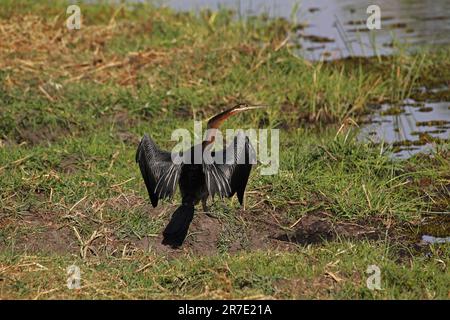 African Darter, Anhinga rufa, Adult Drying Wings in the Sun, Chobe River, Okavango Delta in Botsuana Stockfoto