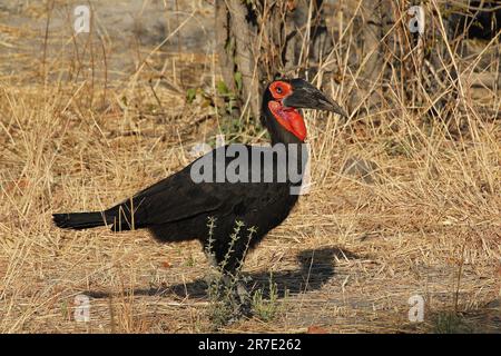 Southern Ground Hornbill, Bucorvus leadbeateri, Erwachsener, Moremi-Reservat in Botsuana Stockfoto