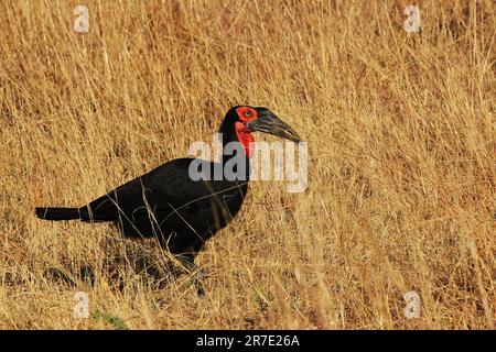Southern Ground Hornbill, Bucorvus leadbeateri, Erwachsener, Moremi-Reservat in Botsuana Stockfoto