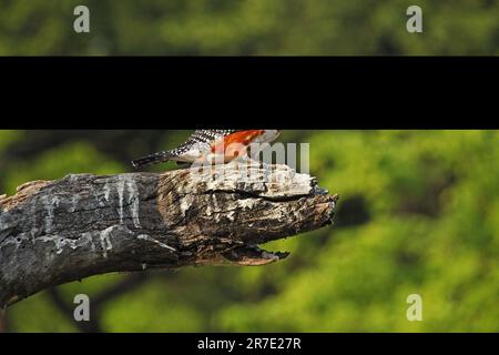 Riesen-Kingfisher, Megaceryle Maxima, Erwachsener, der auf dem Zweig steht, Moremi Reserve, Okavango Delta, Botsuana Stockfoto