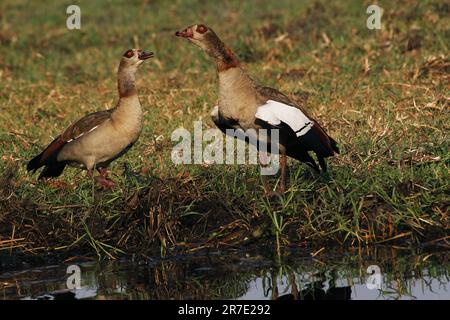 Ägyptische Gans, alopochen aegyptiacus, Paar, Moremi Reserve, Okavango Delta in Botsuana Stockfoto