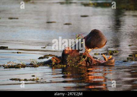 Nilpferd, Nilpferd Amphibius, Erwachsener mit weit offenem Mund, Bedrohung, Fluss Khwai, Moremi Reserve, Okavango Delta in Botswana Stockfoto