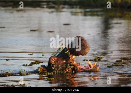 Nilpferd, Nilpferd Amphibius, Erwachsener mit weit offenem Mund, Bedrohung, Fluss Khwai, Moremi Reserve, Okavango Delta in Botswana Stockfoto