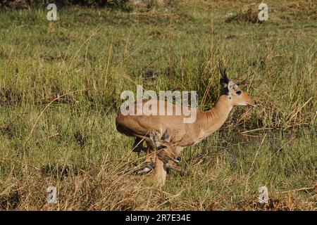 Reedbuck, Redunca Arundinum, Male Running, Moremi Reserve, Okavango Delta in Botswana Stockfoto