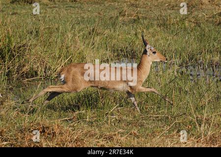 Reedbuck, Redunca Arundinum, Male Running, Moremi Reserve, Okavango Delta in Botswana Stockfoto