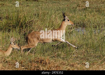 Reedbuck, Redunca Arundinum, Male Running, Moremi Reserve, Okavango Delta in Botswana Stockfoto