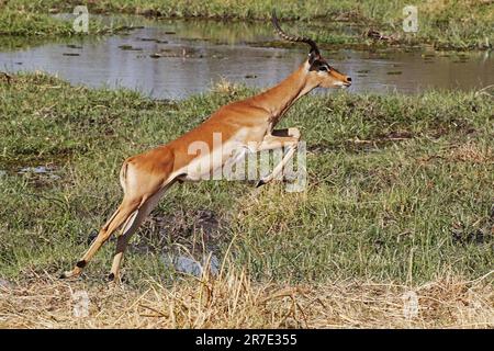 Impala, aepyceros melampus, Male entlang des Khwai River, Moremi Reserve, Okavango Reserve, Okavango Delta in Botswana Stockfoto