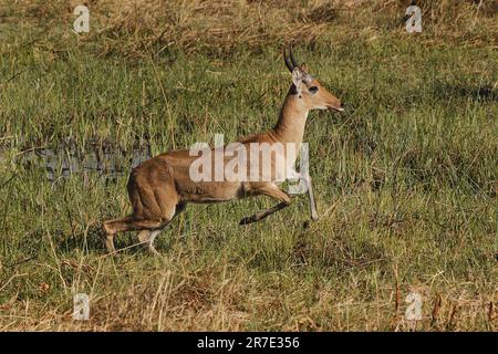 Reedbuck, Redunca Arundinum, Male Running, Moremi Reserve, Okavango Delta in Botswana Stockfoto