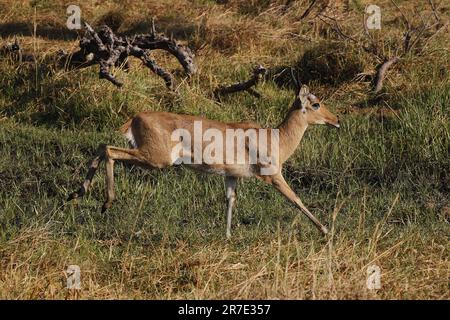 Reedbuck, Redunca Arundinum, Male Running, Moremi Reserve, Okavango Delta in Botswana Stockfoto