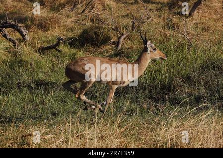 Reedbuck, Redunca Arundinum, Male Running, Moremi Reserve, Okavango Delta in Botswana Stockfoto