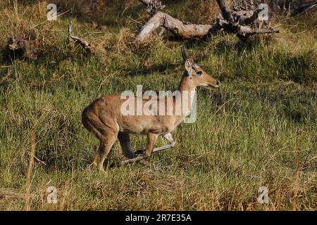 Reedbuck, Redunca Arundinum, Male Running, Moremi Reserve, Okavango Delta in Botswana Stockfoto