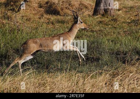 Reedbuck, Redunca Arundinum, Male Running, Moremi Reserve, Okavango Delta in Botswana Stockfoto