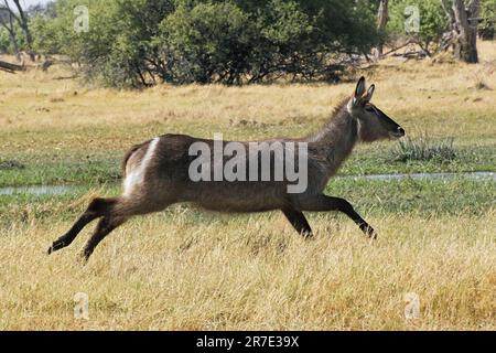 Common Waterbuck, kobus ellipsiprymnus, Weibchen entlang des Flusses Khwai, Moremi Reserve, Okavango Delta in Botsuana Stockfoto