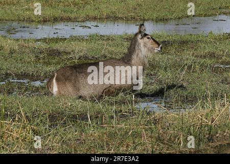 Common Waterbuck, kobus ellipsiprymnus, Weibliche im Fluss Khwai, Moremi Reserve, Okavango Delta in Botsuana Stockfoto