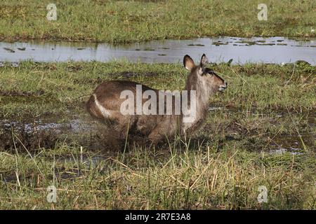 Common Waterbuck, kobus ellipsiprymnus, Weibchen entlang des Flusses Khwai, Moremi Reserve, Okavango Delta in Botsuana Stockfoto