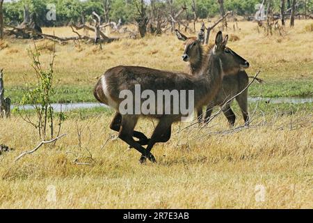 Common Waterbuck, kobus ellipsiprymnus, Weibchen entlang des Flusses Khwai, Moremi Reserve, Okavango Delta in Botsuana Stockfoto