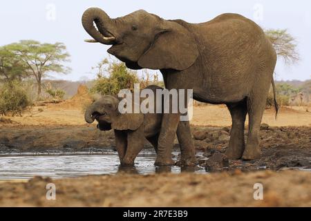 Afrikanischer Elefant, loxodonta africana, Weibchen und Kalb Trinkwasser im Waterhole, in der Nähe des Chobe Flusses, Botsuana Stockfoto