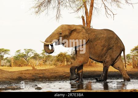 Afrikanischer Elefant, loxodonta africana, Trinkwasser für Erwachsene am Waterhole, in der Nähe des Chobe-Flusses, Botsuana Stockfoto