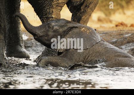 Afrikanischer Elefant, loxodonta africana, Kalbsbad, Watherhole in der Nähe des Flusses Chobe, Botsuana Stockfoto