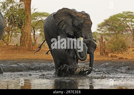 Afrikanischer Elefant, loxodonta africana, Weibchen und Kalb Trinkwasser im Waterhole, in der Nähe des Chobe Flusses, Botsuana Stockfoto