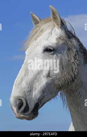 Camargue Horse, Porträt des Erwachsenen, Saintes Marie de la Mer im Süden Frankreichs Stockfoto