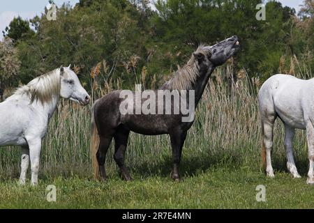 Camargue Horse, in Flehmen, Saintes Marie de la Mer im Süden Frankreichs Stockfoto