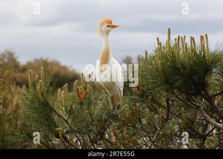 Cattle Egret, Bubulcus ibis, unreif auf der Filiale, Camargue in Südfrankreich Stockfoto