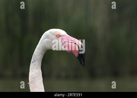 Großflamingo, phoenicopterus ruber roseus, Porträt des Erwachsenen, Camargue im Südosten Frankreichs Stockfoto