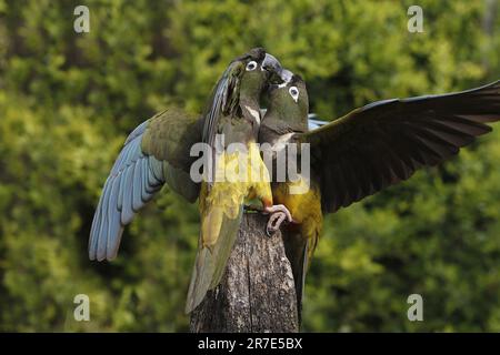 Patagonian Conure oder Burrowing Parakeet, Cyanoliseus patagonus bloxami, Paar Stockfoto