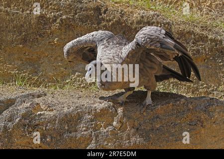 Andenkondor, Vultur gryphus, unreifer Abflug Stockfoto