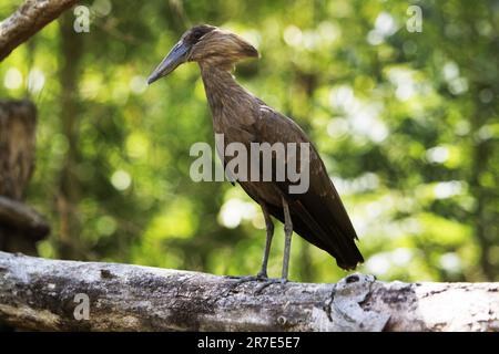 Hamerkop, scopus umbretta, Erwachsener, der auf dem Ast steht Stockfoto