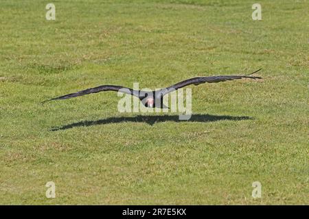 Truthahngeier, cathartes Aura, Erwachsener im Flug, Stockfoto