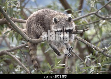 Waschbär, procyon Lotor, Erwachsener auf dem Ast Stockfoto