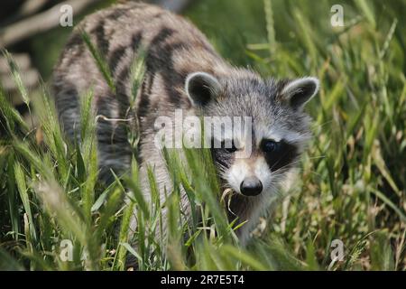 Waschbär, procyon lotor, Erwachsener, der auf langem Gras steht Stockfoto