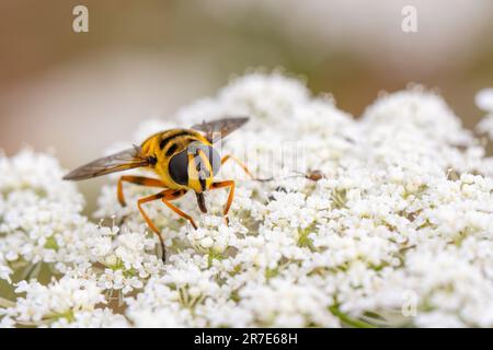 Myathropa florea fliegt auf einer weißen Blume Stockfoto