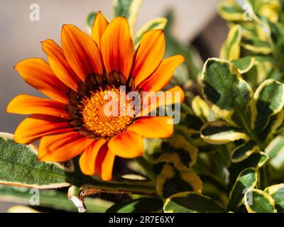 Leuchtende Orangenblüte und cremefarbene Blätter des halbhartgewichtigen, mehrjährigen Gazania „Tiger Eye“ Stockfoto