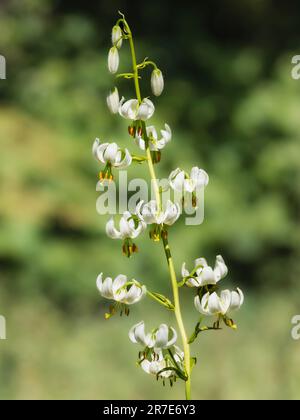 Weiße Schildkrötenblüten der Lilienlilie, Lilium Martagon „Album“ Stockfoto
