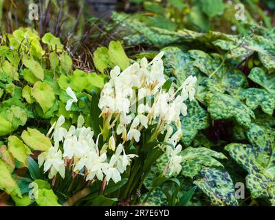 Schattige Pflanzung von Podophyllum „Spotty Dotty“ und Epimedium „Amber Queen“ mit Roscoea „Kew Beauty“-Blumen Stockfoto