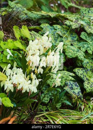 Schattige Pflanzung von Podophyllum „Spotty Dotty“ und Epimedium „Amber Queen“ mit Roscoea „Kew Beauty“-Blumen Stockfoto