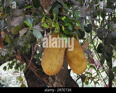 Jackfruitbaum, artocarpus heterophyllus, Kambodscha Stockfoto