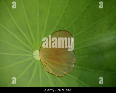 Wassertropfen auf Blatt, Heiliger Lotus, nelumbo nucifera, Naam Reap Provinz, Kambodscha Stockfoto