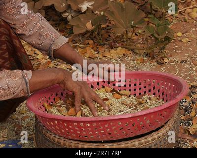 Frau pflückt über Reis, Seam Reap, Kambodscha Stockfoto