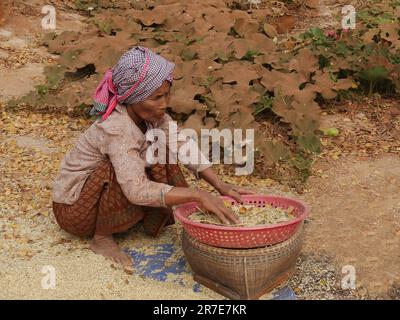 Frau pflückt über Reis, Seam Reap, Kambodscha Stockfoto